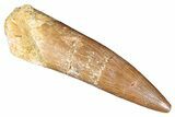 Fossil Plesiosaur (Zarafasaura) Tooth - Morocco #287149-1